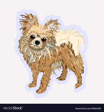isolated of chihuahua isolated of chihuahua