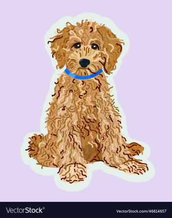 isolated of labradoodle isolated of labradoodle