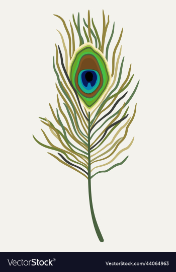 isolated of peacock feather isolated of peacock feather