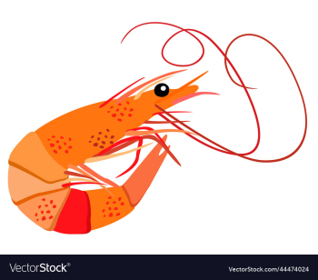 isolated of shrimp isolated of shrimp
