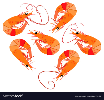 isolated of shrimps isolated of shrimps