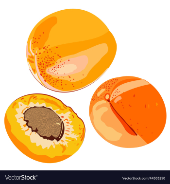 isolated of whole apricots and a half isolated of whole apricots and a half