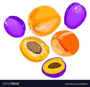 isolated of whole apricots and plums isolated of whole apricots and plums