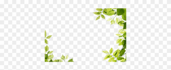 Isolated Star Green Leaf Isolated Star Green Leaf Transparent - Makes It Has No Need Isolated Star Green Leaf Isolated Star Green Leaf Transparent - Makes It Has No Need