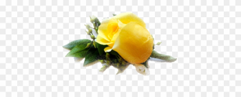 It All Started With A Yellow Rose - Yellow Rose Png File