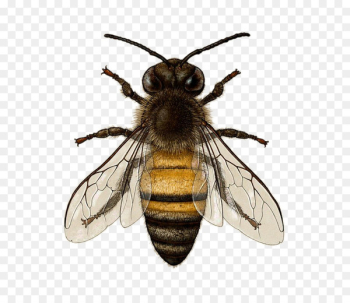 Italian bee Honey Drawing Illustration - bee 