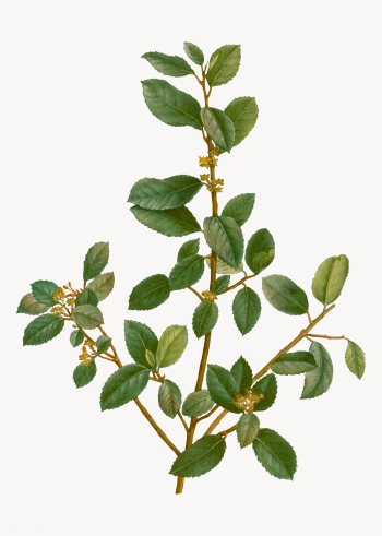 Italian buckthorn branch | Free stock vector - 568312 Italian buckthorn branch | Free stock vector - 568312