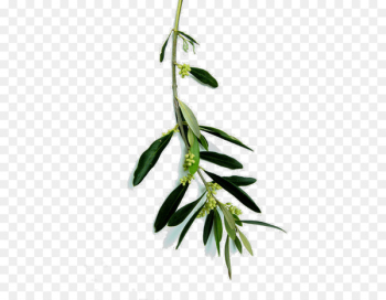 Italian cuisine Sicilian cuisine Food Skin care - others Italian cuisine Sicilian cuisine Food Skin care - others