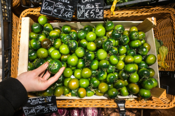 Italian green tomatoes 