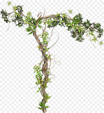 Ivy Ivy