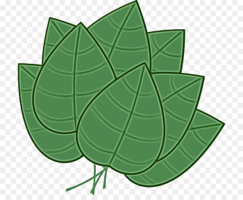 Ivy Ivy