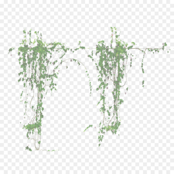Ivy Ivy
