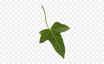 Ivy Leaf By Paulinemoss - Ivy Leaf Transparent Ivy Leaf By Paulinemoss - Ivy Leaf Transparent