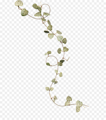 Ivy Leaf Flower - Ivy leaves Ivy Leaf Flower - Ivy leaves