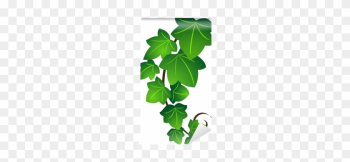 Ivy Leaf Vecotr Ivy Leaf Vecotr