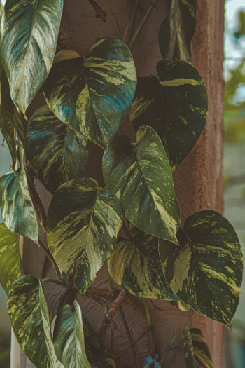 Ivy Plant Ivy Plant