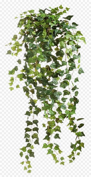 Ivy Plant Clip art - Ivy Vines Clear Cut Png Ivy Plant Clip art - Ivy Vines Clear Cut Png