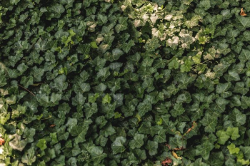 Ivy Vine Wall Ivy Vine Wall