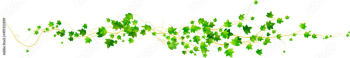 Ivy vine with green leaves, creepers branches with foliage isolated on white background. Vector realistic horizontal border of greenery, climbing plant