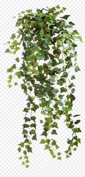 Ivy Vines Clear Cut Png Image - Ivy Png Ivy Vines Clear Cut Png Image - Ivy Png