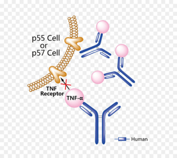 Ixekizumab Monoclonal antibody Denosumab Interleukin Secukinumab - arthritis vector 