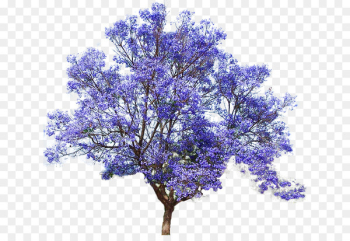 Jacaranda mimosifolia Empress tree Seed Bonsai - flower tree 