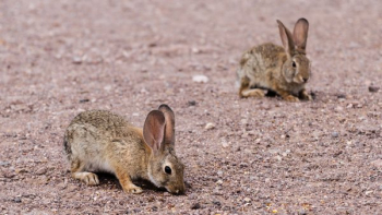 Jack Rabbits Jack Rabbits