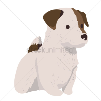 Jack russel terrier puppy Jack russel terrier puppy