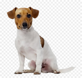 Jack Russell Terrier Pet sitting Dog walking Dog daycare - Jack Russell Terrier Pet sitting Dog walking Dog daycare -