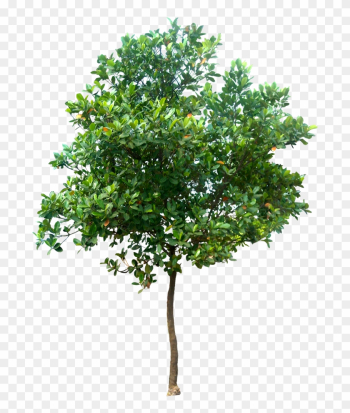 Jack Tree Png Picture - Tree Png