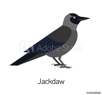 Jackdaw isolated on white background Jackdaw isolated on white background