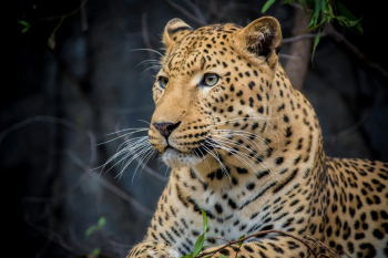 Jaguar Close-up Photography Jaguar Close-up Photography