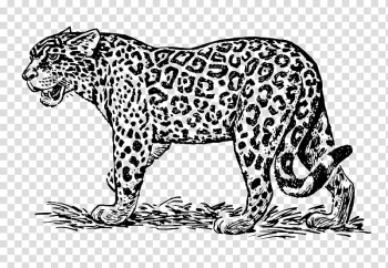 Jaguar Drawing Line art , jaguar transparent background PNG clipart Jaguar Drawing Line art , jaguar transparent background PNG clipart