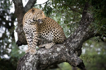 Jaguar In Tree Jaguar In Tree