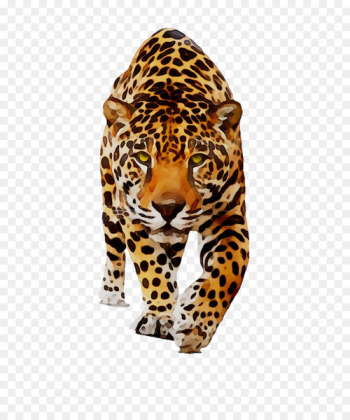 Jaguar Leopard Cat Animal Dog - Jaguar Leopard Cat Animal Dog -