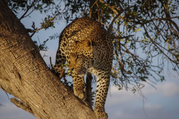 Jaguar on tree during day Jaguar on tree during day