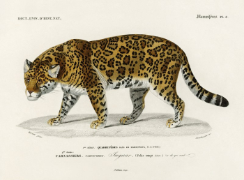 Jaguar (Panthera Onca) illustrated by Charles | Free Photo Illustration - rawpixel