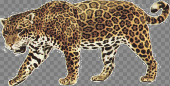 Jaguar Walking PNG Image Jaguar Walking PNG Image