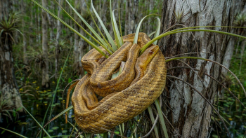 Jamaican boa. Original public domain | Free Photo - rawpixel