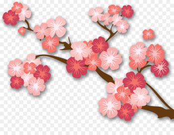 Japan Cherry blossom Vector graphics Image Portable Network Graphics - star flower 