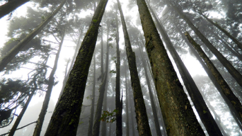 Japan Suicide Forest Japan Suicide Forest