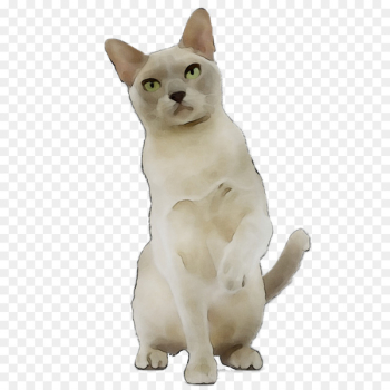 Japanese Bobtail American Wirehair Tonkinese cat Domestic short-haired cat Myanmar -  