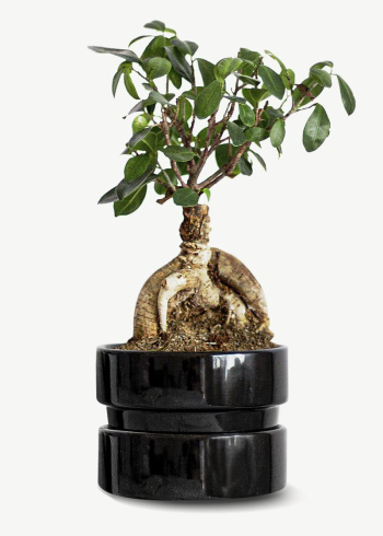 Japanese bonsai houseplant collage element | Free PSD - rawpixel Japanese bonsai houseplant collage element | Free PSD - rawpixel