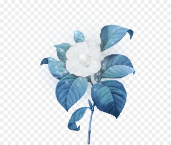 Japanese camellia Botanical illustration Stock illustration Flower - flower 