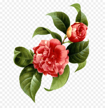 Japanese camellia Flower Photography - Red flowers Japanese camellia Flower Photography - Red flowers