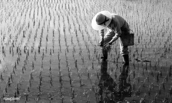 Japanese farmer tending the rice paddy. | Free stock photo - 55597 Japanese farmer tending the rice paddy. | Free stock photo - 55597