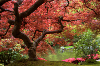 Japanese Maple Japanese Maple