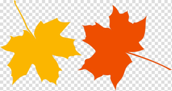Japanese maple Autumn leaf color , autumn leaves transparent background PNG clipart Japanese maple Autumn leaf color , autumn leaves transparent background PNG clipart