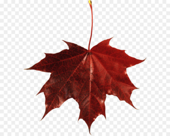 Japanese maple Autumn leaf color Maple leaf - Autumn Png Leaf 