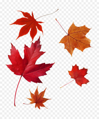 Japanese maple Autumn leaf color Red maple Maple leaf - Leaf Japanese maple Autumn leaf color Red maple Maple leaf - Leaf